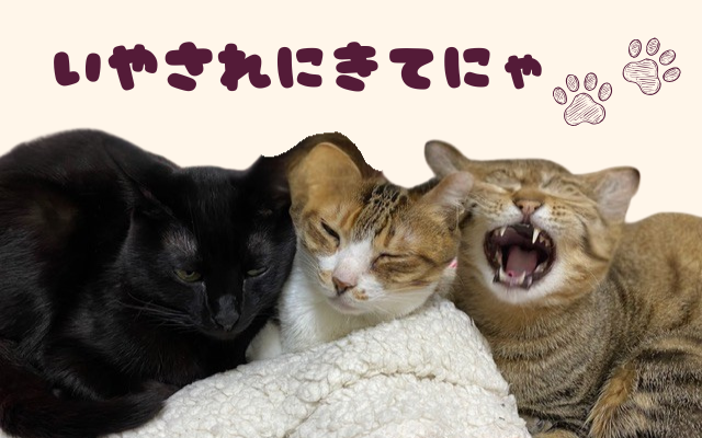 あずきな茶